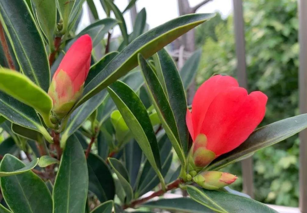 四季茶花喜欢什么土壤和肥料？