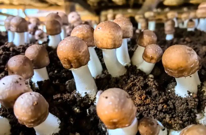 <b>松茸种植技术揭秘：掌握这些要点，轻松实现高产！</b>