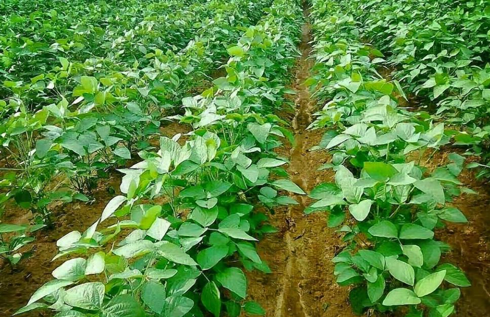探索黑豆生长周期:了解黑豆从种子到果实的过程