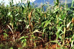 <b>玉米种植秘籍：如何科学设定株距与行距？</b>