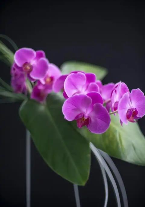 养殖洋兰花如何开花繁盛?肥料选择是关键