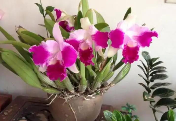 <b>养殖洋兰花如何开花繁盛？肥料选择是关键</b>