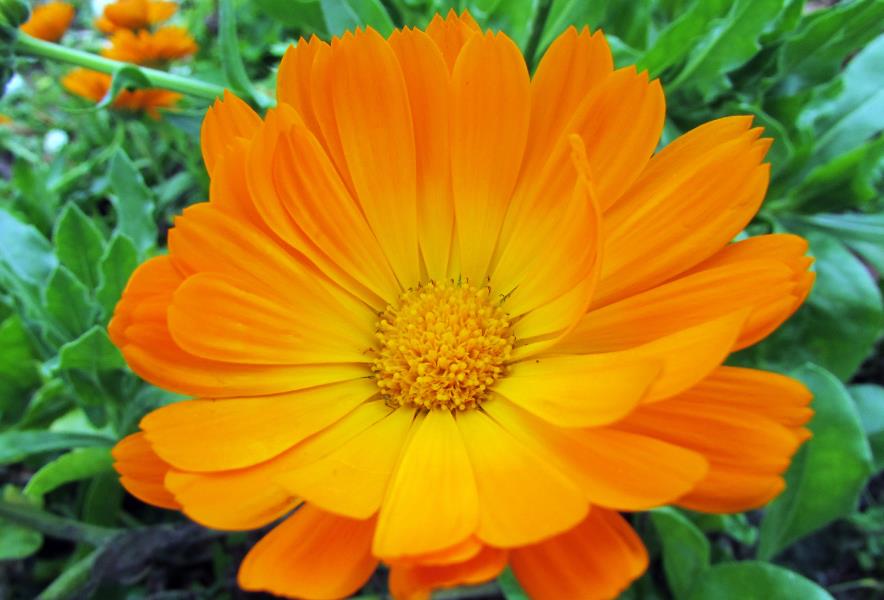 <b>金盏菊是多年生还是一年生花卉植物？在北方冬天室外耐冻吗？</b>