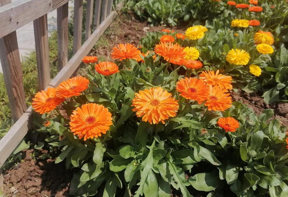 金盏菊是多年生还是一年生花卉植物?在北方冬天室外耐冻吗?