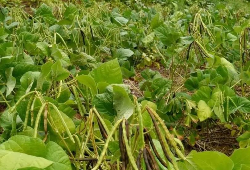 绿豆适合哪个季节种？一篇文章告诉你