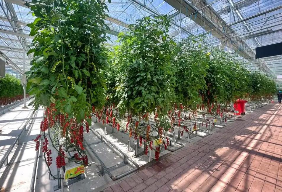 圣女果大棚栽苗期间如何管理?