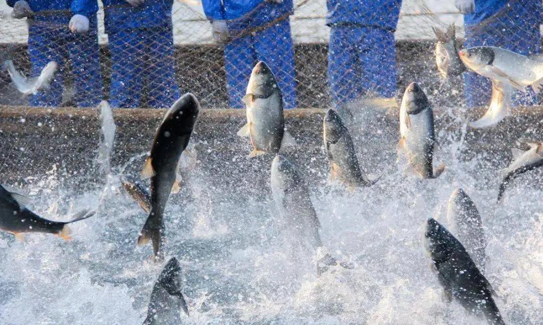 <b>水产养殖中常见的微生物性疾病及其症状详解</b>