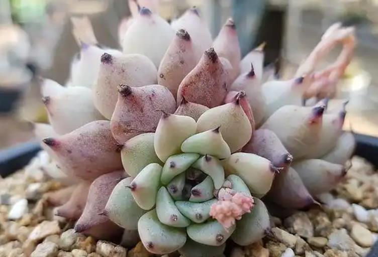 <b>原始绿爪多肉养多久可以开花？</b>