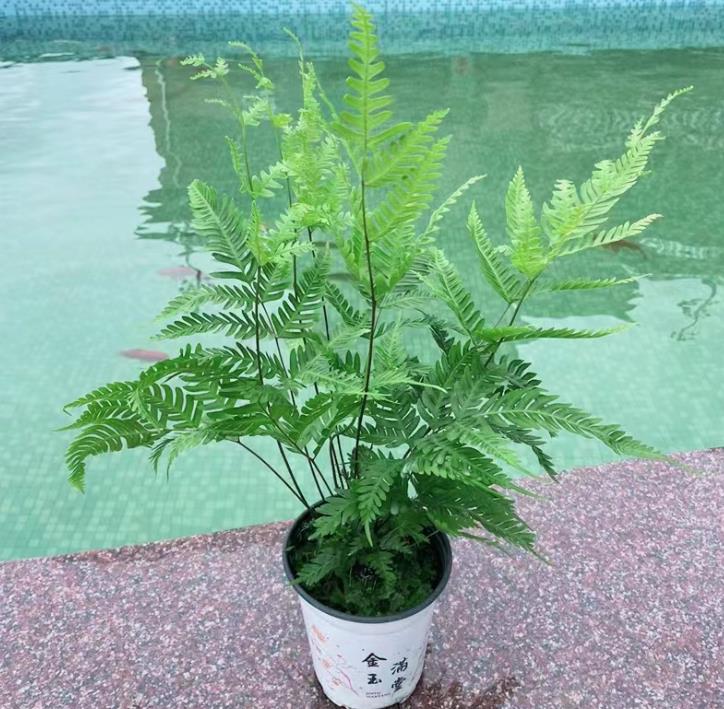 凤尾蕨盆景怎么养?掌握这些技巧,轻松养出好状态