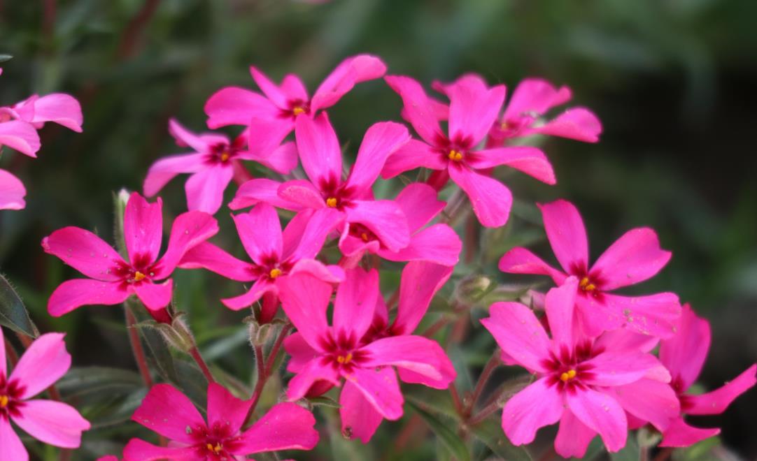 <b>芝樱开花温度是多少？</b>