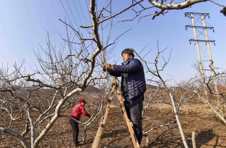 <b>蟠桃树修剪与管理：冬季是果树生长的关键期</b>