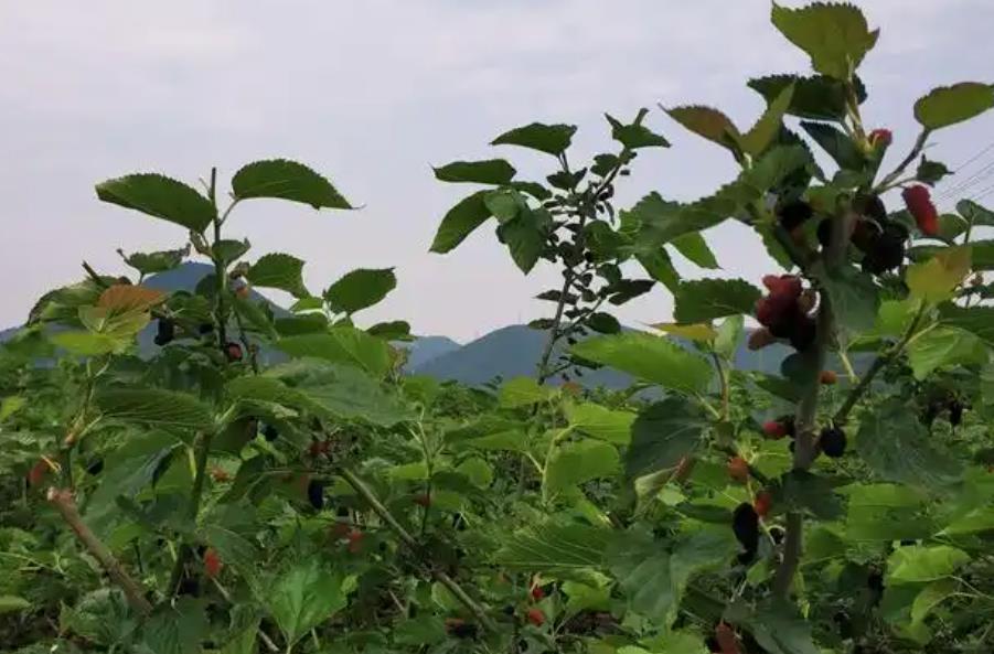 <b>桑果园需要除草吗？</b>