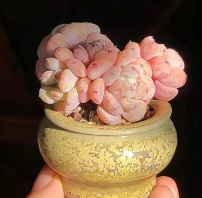 雪爪多肉是普货还是高货,冬天能种吗?