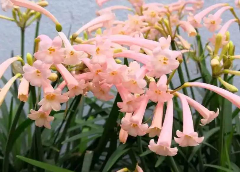 <b>球根花卉的栽培要点是什么？</b>