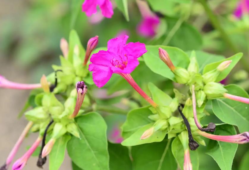 <b>紫茉莉花语揭秘：贞洁、质朴与纯洁之爱的寓意象征</b>