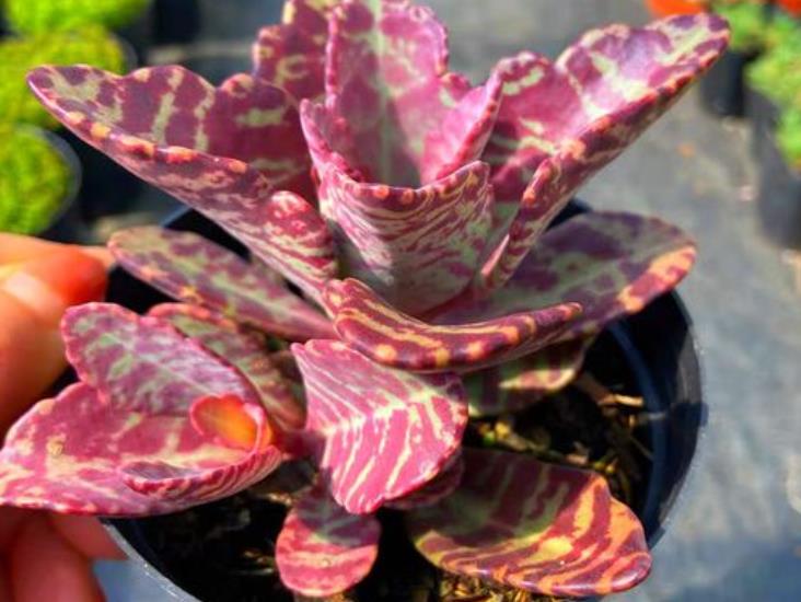 <b>花叶川莲是什么植物？怎么繁殖？</b>