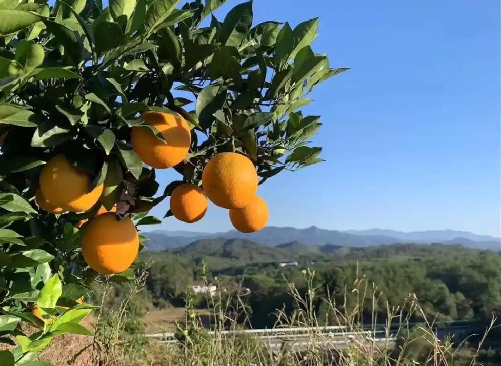 脐橙成熟期果子返青怎么办?