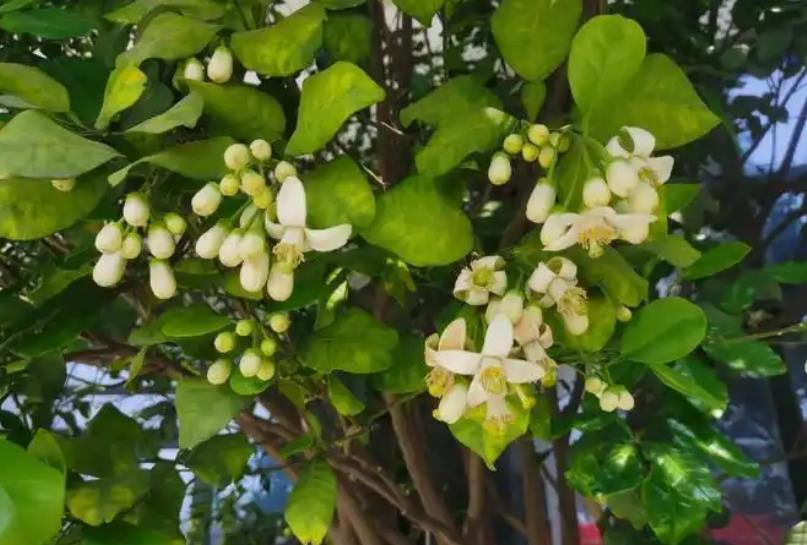 <b>西柚树开花需要人工辅助授粉吗？</b>