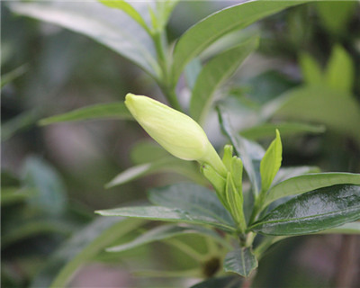 栀子花冬天怎么浇水，浇水掌握不好会导致根部