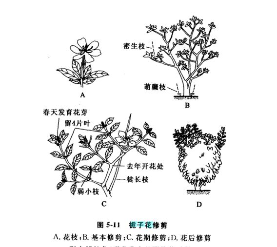 栀子花怎么修剪，栀子花什么时候修剪最适当呢